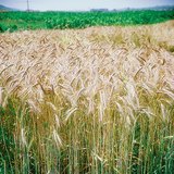 Ears of wheat