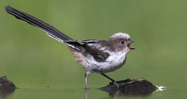Long-tailed tit