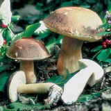 Βωλίτης εδώδιμος