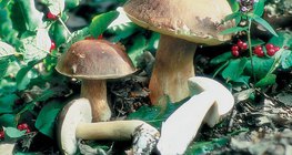 Βωλίτης εδώδιμος