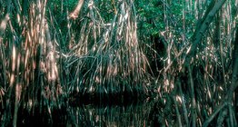 Mangrove swamp
