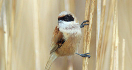 Eurasian penduline tit