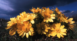 Adonis transsylvanica