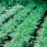 Growing carrots in the garden