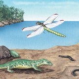 Flora and fauna of the Carboniferous period