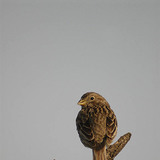 House sparrow (female)