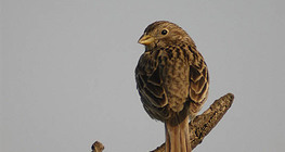 House sparrow (female)
