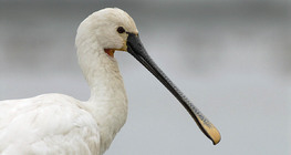 Eurasian spoonbill
