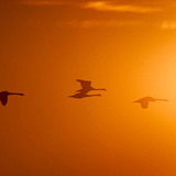 Flying birds in sunlight