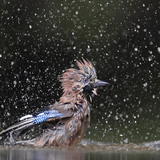 Eurasian jay bathing