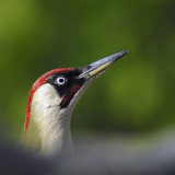 European green woodpecker