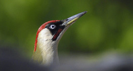 European green woodpecker