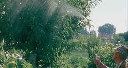 Spraying with stinging-nettle juice