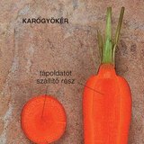 Sárgarépa metszete