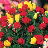 Colourful flowers Colourful flowers