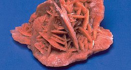 Ρόδο της ερήμου