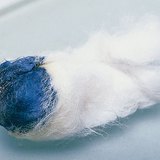 Το ιώδιο και το άμυλο αντιδρούν εμφανίζοντας μπλε χρώμα