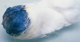 Το ιώδιο και το άμυλο αντιδρούν εμφανίζοντας μπλε χρώμα