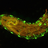 Drosophila larva (genetically modified, with fluorescent cells)