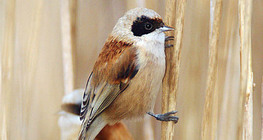 Eurasian penduline tit