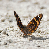 Απάτουρα Του Ιλίου