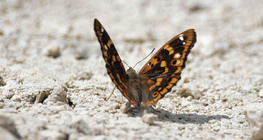 Απάτουρα Του Ιλίου