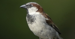 σπιτοσπουργίτης