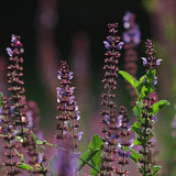 Meadow sage