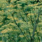 Γλυκάνισος