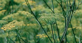 Γλυκάνισος