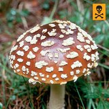 Αμανίτης μυγοκτόνος