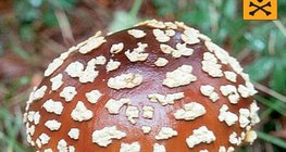 Αμανίτης μυγοκτόνος