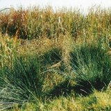 Λειμώνας με βούρλα