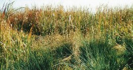 Λειμώνας με βούρλα