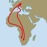 Migration route of barn swallows