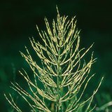 Ιππουρίδα ή πολυκόμπι