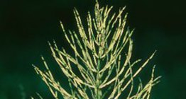 Ιππουρίδα ή πολυκόμπι