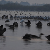Waterfowl at dusk