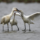 Eurasian spoonbill feeding chicks