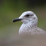 Gull portrait