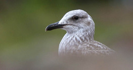 Gull portrait