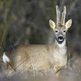 Roe deer stag
