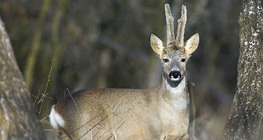 Roe deer stag