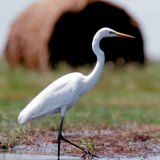 Great egret on the meadow