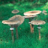 Μακρολεπιότα