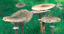 Μακρολεπιότα