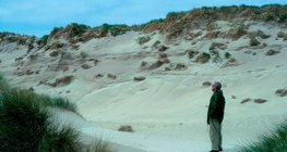 Sand dunes on the Baltic coast