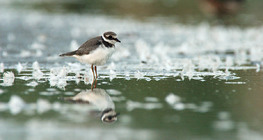 Little ringed plover