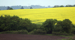 Field of rapeseed