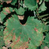 Vine leaves infected with mildew